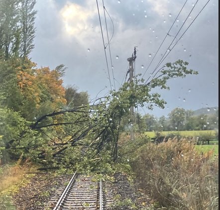 Tree on the line between Alloa and Stirling.