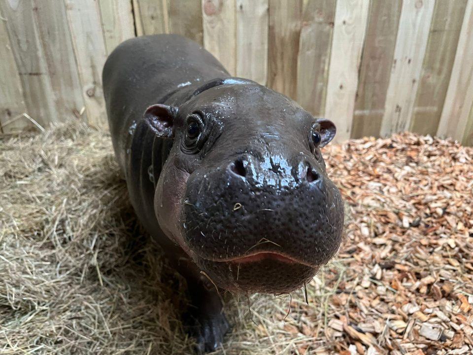 Haggis the pygmy hippo leaves Edinburgh Zoo ahead of first birthday
