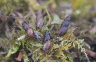 Thousands of rare snails released in Pentland Hills as part of conservation efforts