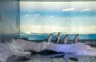 Campaigners call for release of penguins ‘trapped in aquarium basement’
