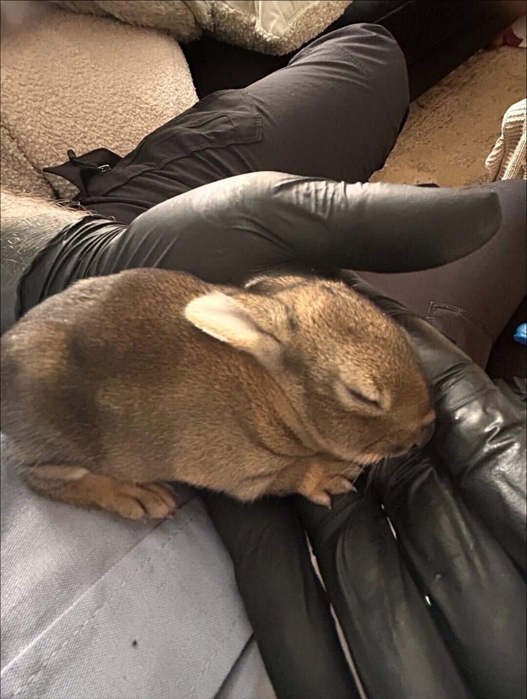 The bunnies has been released into the wild.
