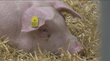 Scots scientists create pigs resistant to infectious diseases