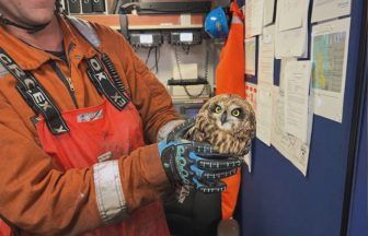 North Sea oil rig workers rescue owl blown out to sea during Storm Amy