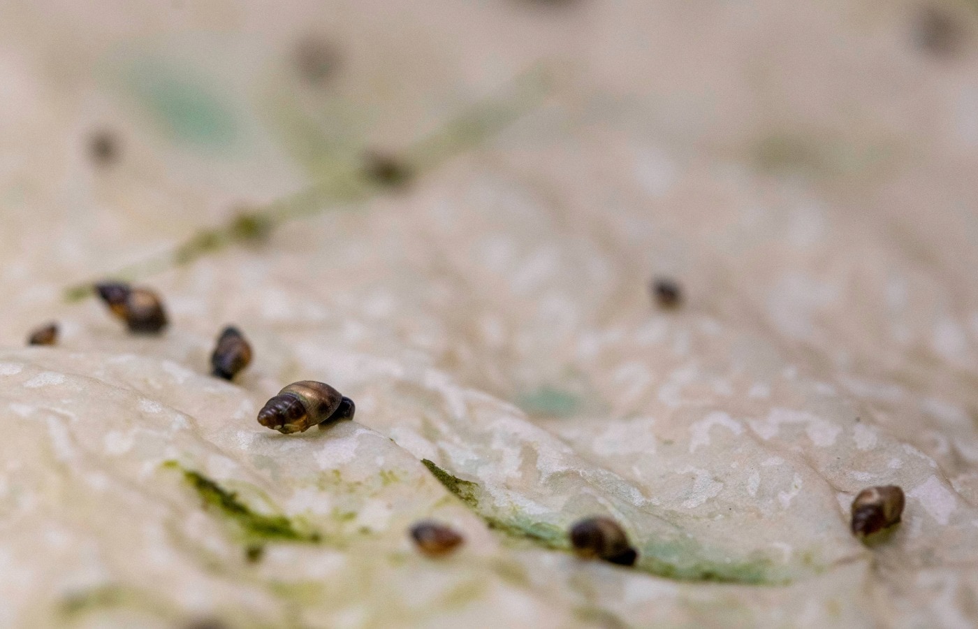 Around 3,000 snails were released around the Pentland Hills.