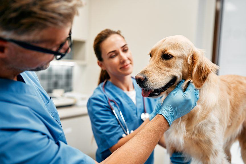 Vets Will Have To Publish Prices Under Government Reforms To Improve vets-will-have-to-publish-prices-under-government-reforms-to-improve