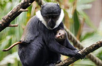 Rare baby L’Hoest’s monkey born at Edinburgh Zoo