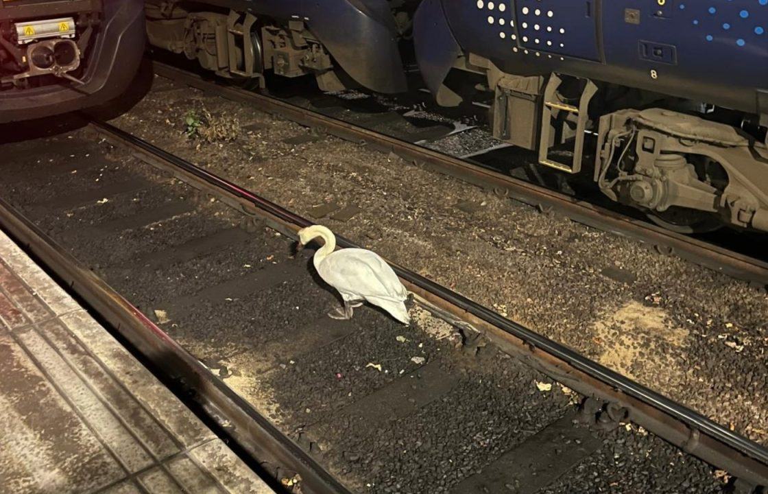 Swan sparks rush-hour disruption at Scotland’s busiest railway station