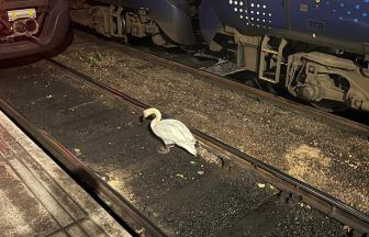Swan sparks rush-hour disruption at Scotland’s busiest railway station