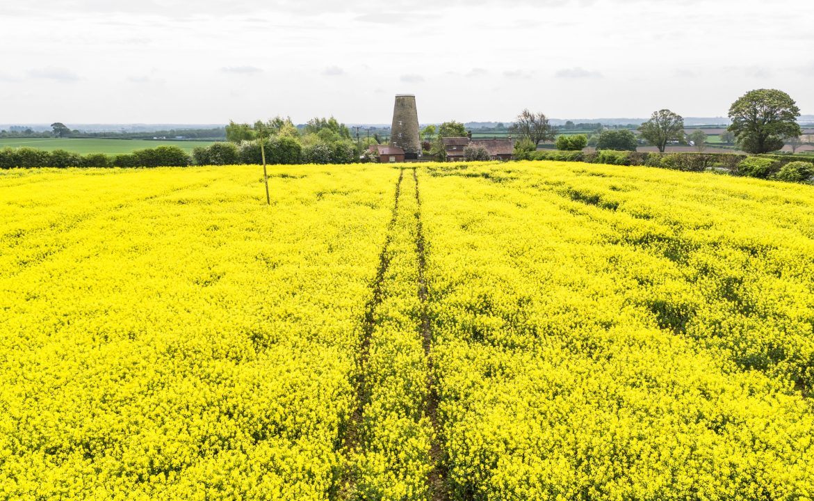 Rapeseed discovery ‘could help solve global protein demand’