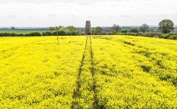 Rapeseed discovery ‘could help solve global protein demand’