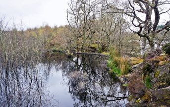 Four areas in Scotland named as first of 30 designated nature sites