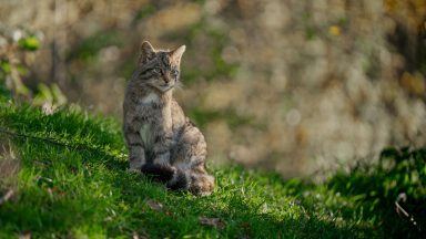 ‘Real hope’ for future of wildcats after another 18 released in Highlands