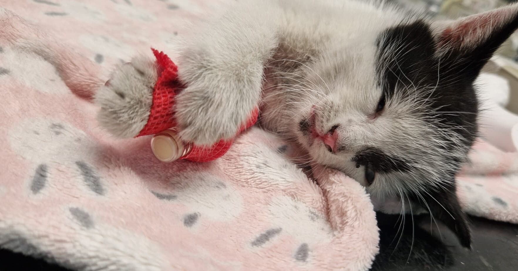 Protect Cats Scotland said the kitten was handed in on Friday morning.
