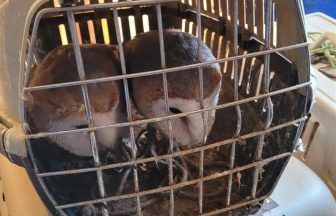 Vets ‘brought to tears’ after 19 birds of prey and owls found trapped in filthy carriers in Greenock