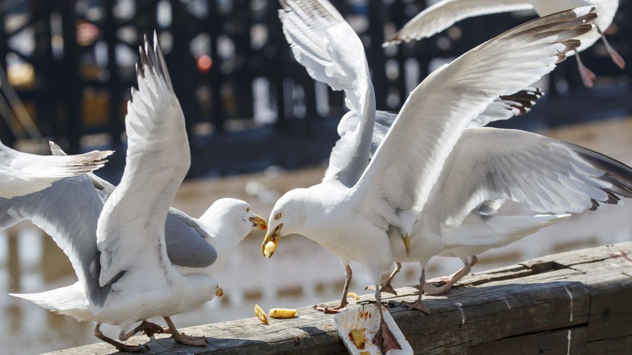 Scottish Government’s gull summit branded a ‘sham’ and ‘frustrating waste of time’