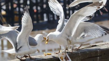 Scottish Government’s gull summit branded a ‘sham’ and ‘frustrating waste of time’