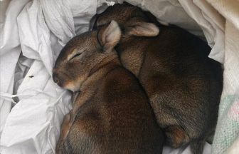 Two newborn rabbits found in airlock by Edinburgh Airport security staff