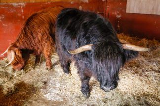 Edinburgh Zoo welcomes Highland cows as public asked to help name new residents