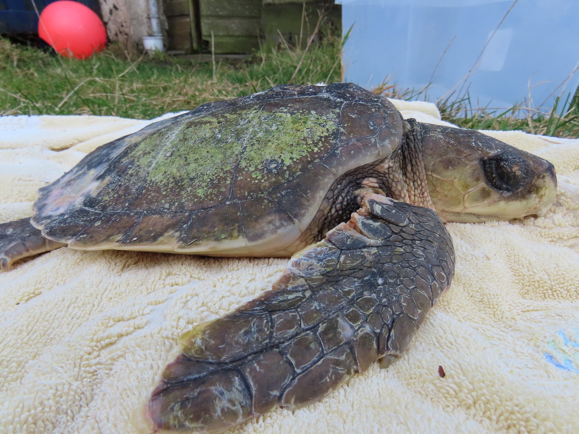 The sea turtle is due to arrive at Sea Life Loch Lomond on Monday.