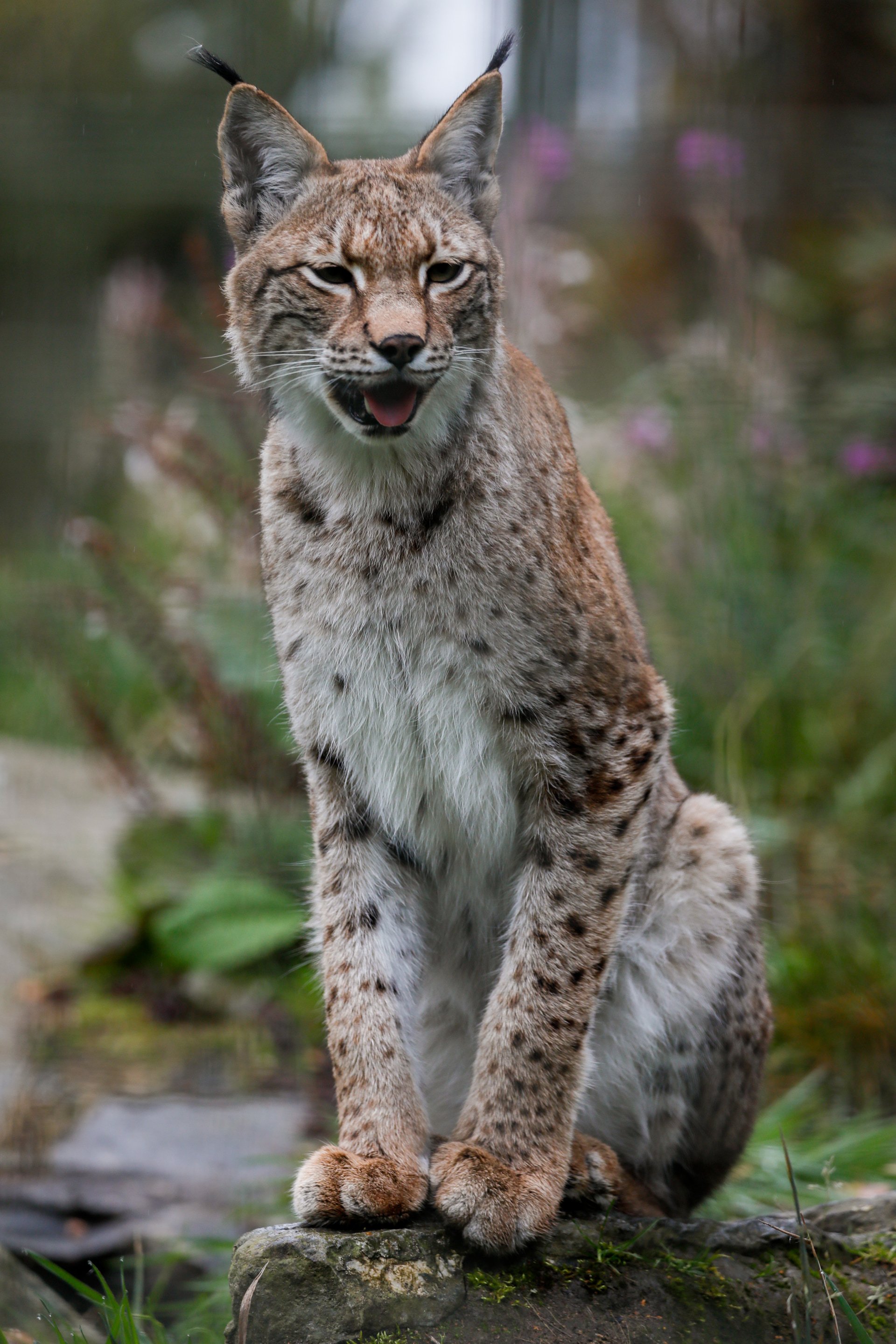 Bluebell was one of three female lynx rescued