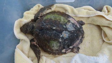 Endangered sea turtl washes up on Scottish beach over 3,000 miles from habitat