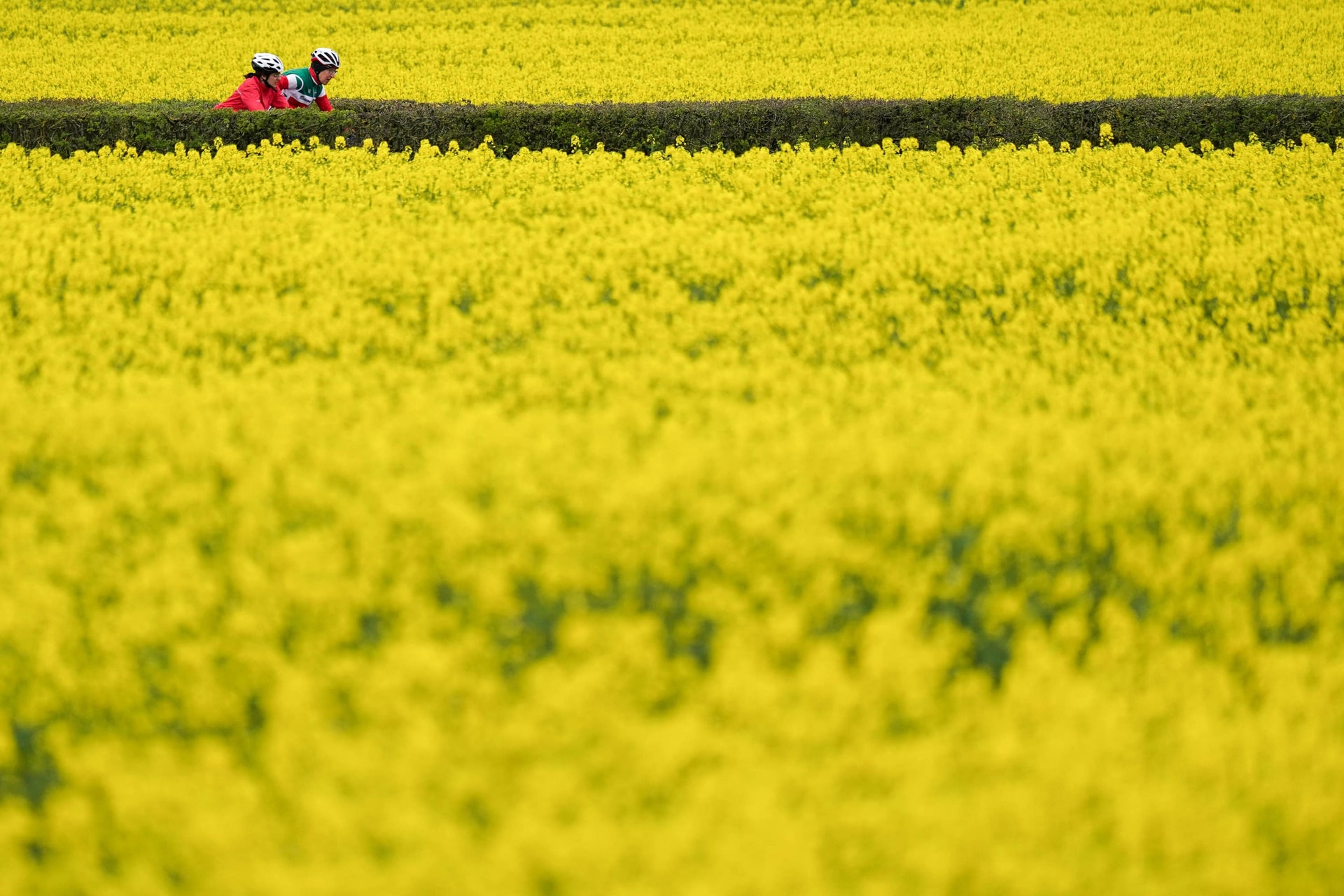 Rapeseed is often turned into oil (Jacob King/PA).