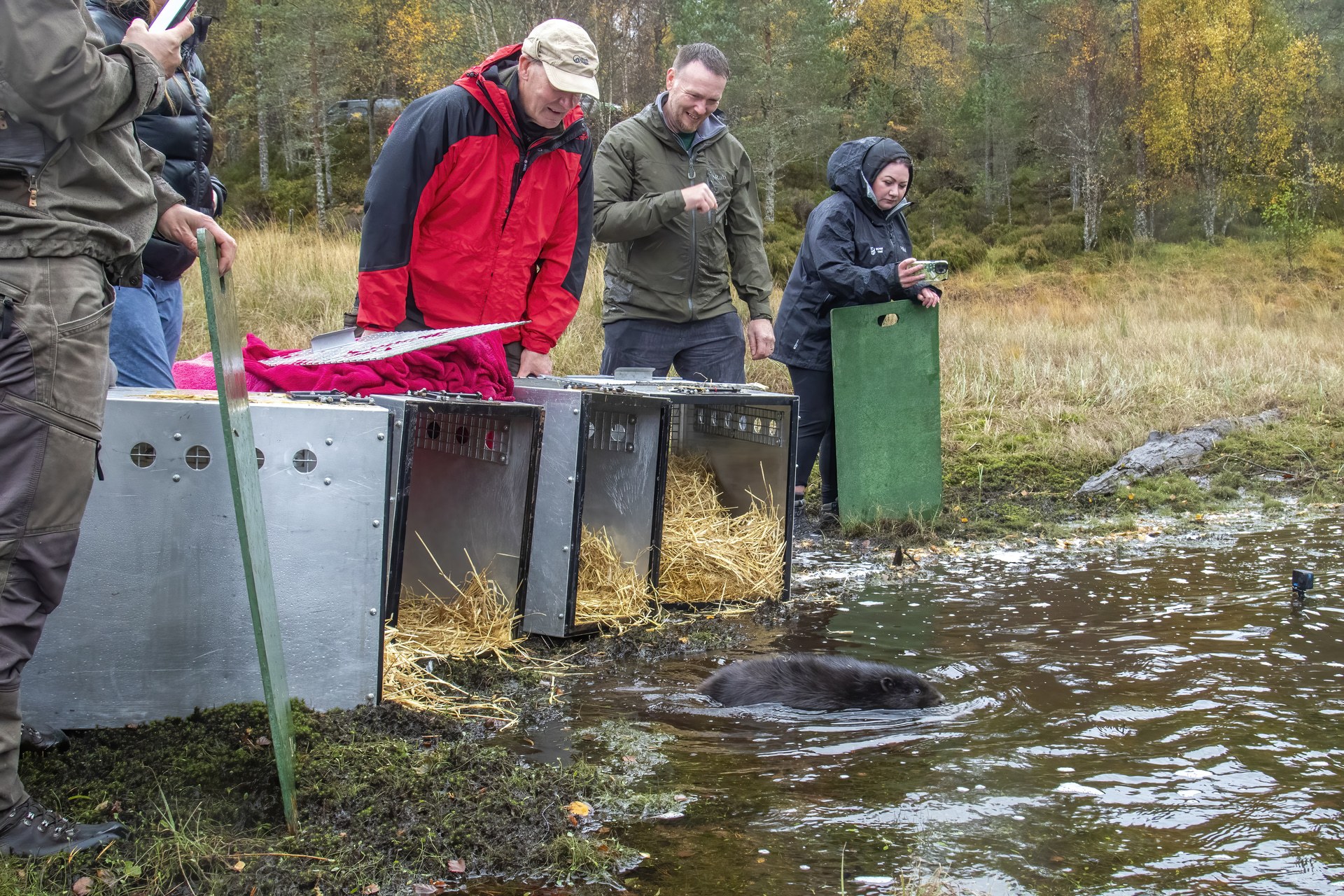 Black beaver kit entering Loch Beinn a’ Mheadhoin.