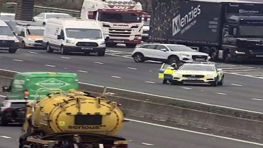 M8 traffic held up by swans on the carriageway