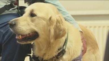 Doggy meet and greets raising awareness of animal assistance charity