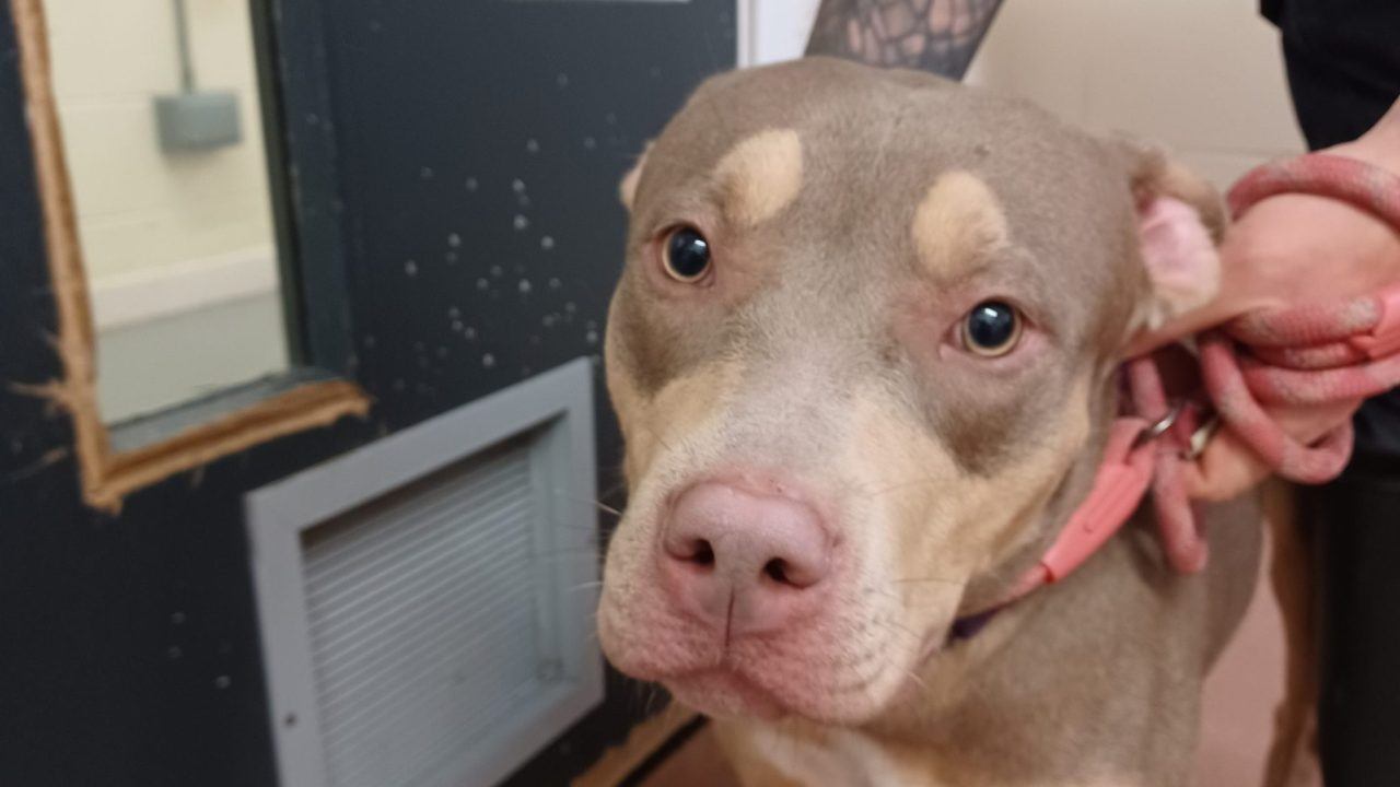 Man jailed for neglect of two dogs found in Aberdeen flat soiled with faeces and urine