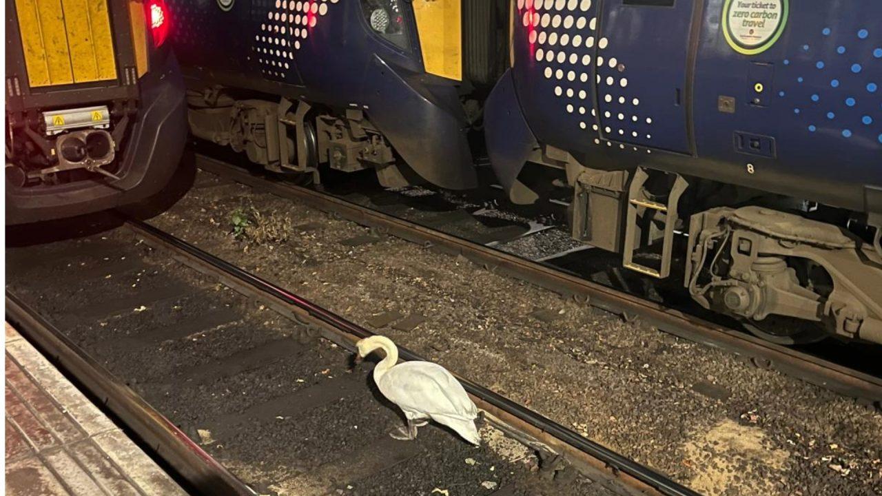 Swan on railway line halts trains at Glasgow Central at rush hour