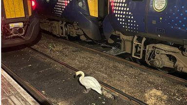 Swan on railway line halts trains at Glasgow Central at rush hour