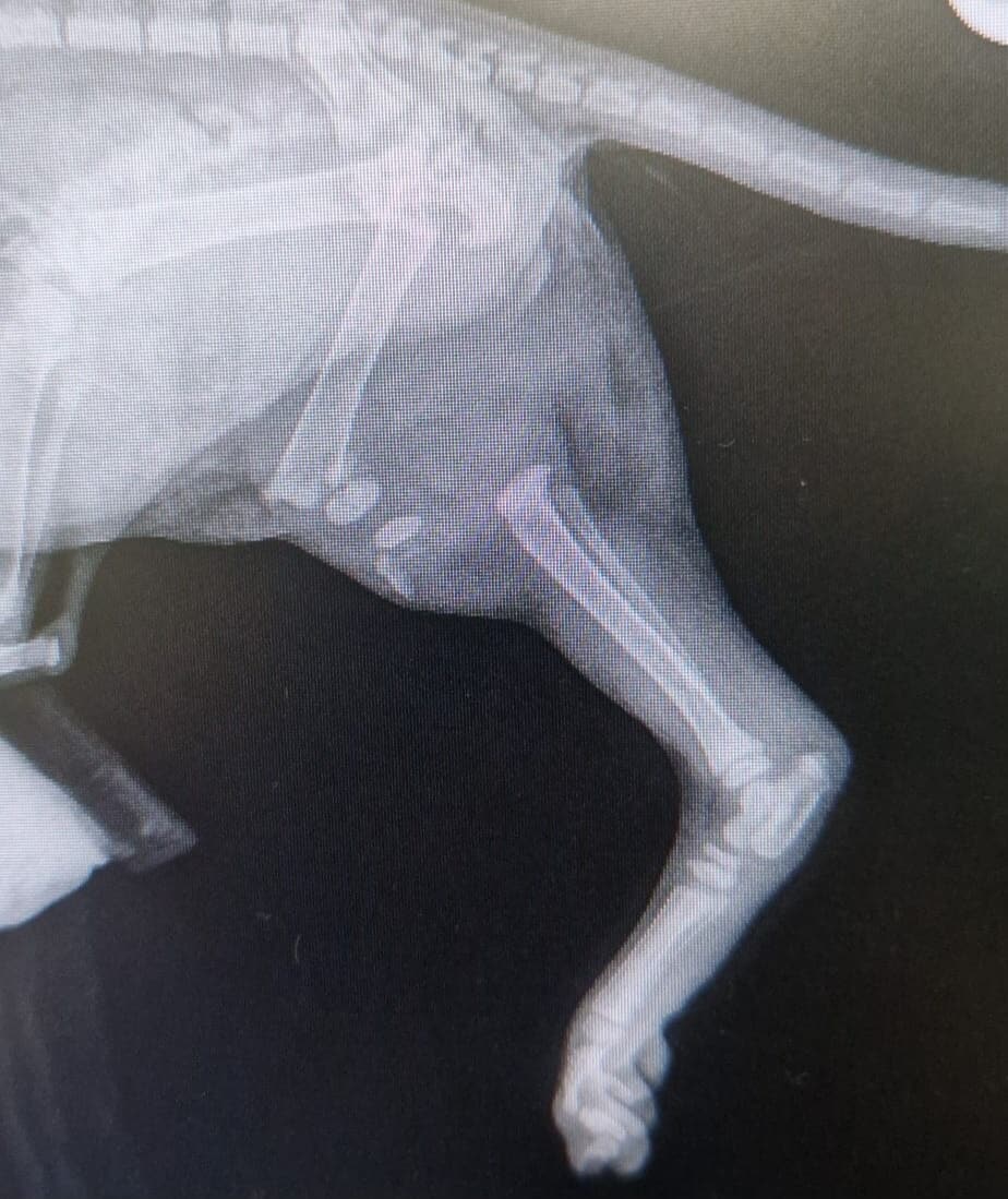 The kitten's leg was completely broken, and the vet had no choice but to amputate it.