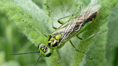 ‘Remarkable’ insect discovery could benefit modern surgery, say scientists