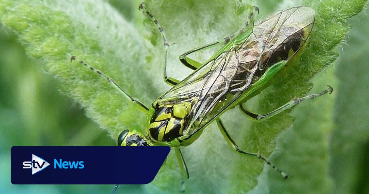 ‘Remarkable’ insect discovery could benefit modern surgery, say ...