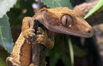 Scots exotic pet owners euthanising animals through decapitation, study finds