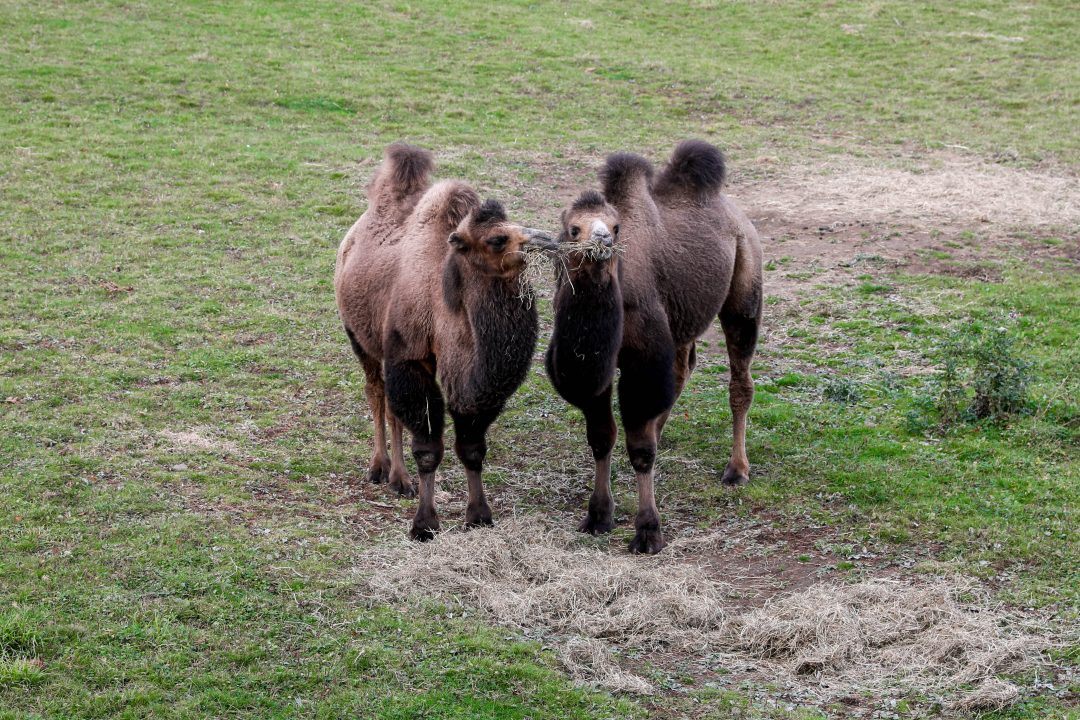 The Royal Zoological Society of Scotland’s (RZSS) Edinburgh Zoo has welcomed a pair of Bactrian camels, named Quill and Quaver.
