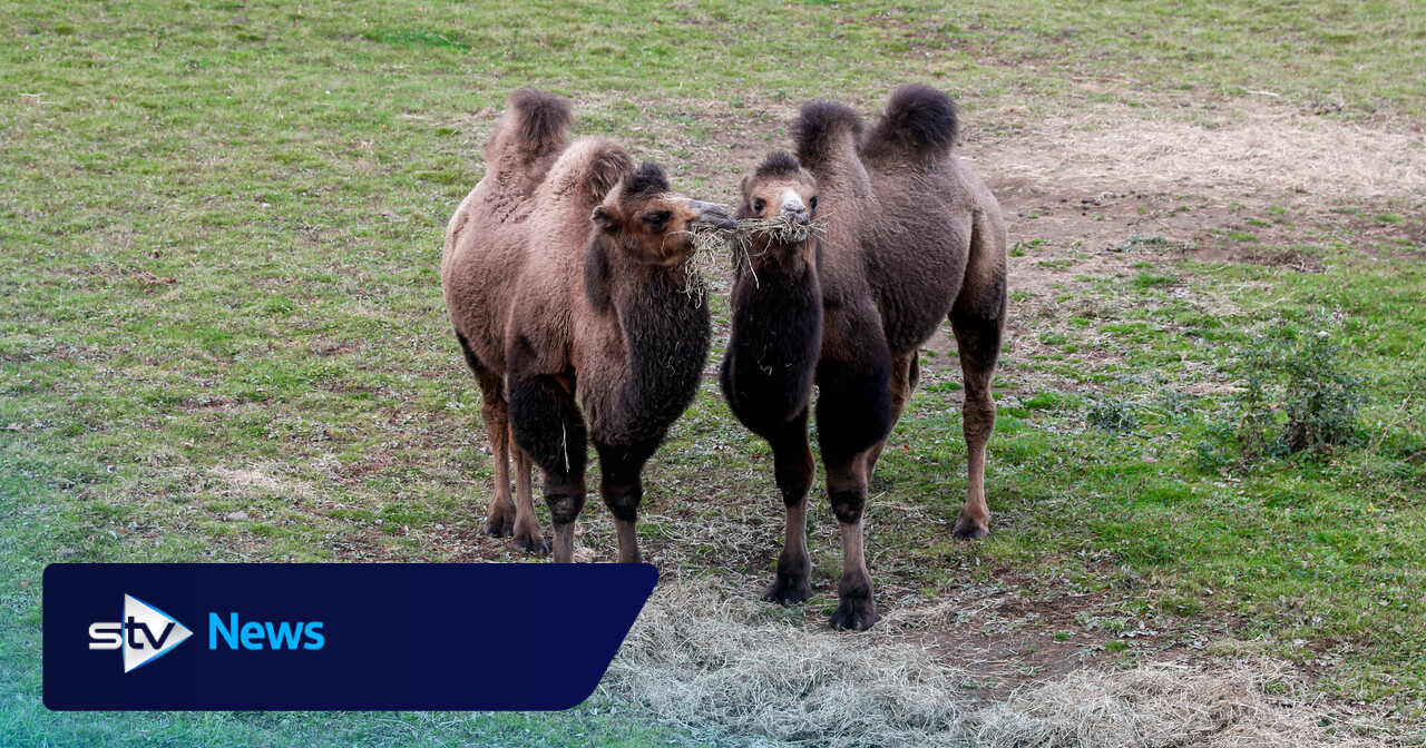 Edinburgh Zoo heißt ein Paar Trampeltiere willkommen