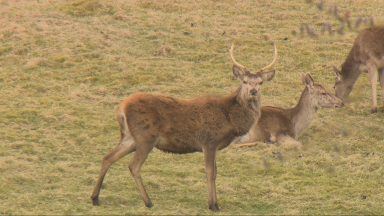 Concerns grow that new environment bill could threaten £17m deer sector