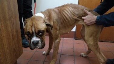 Woman who hid emaciated Boxer in cupboard during police visit fined £300