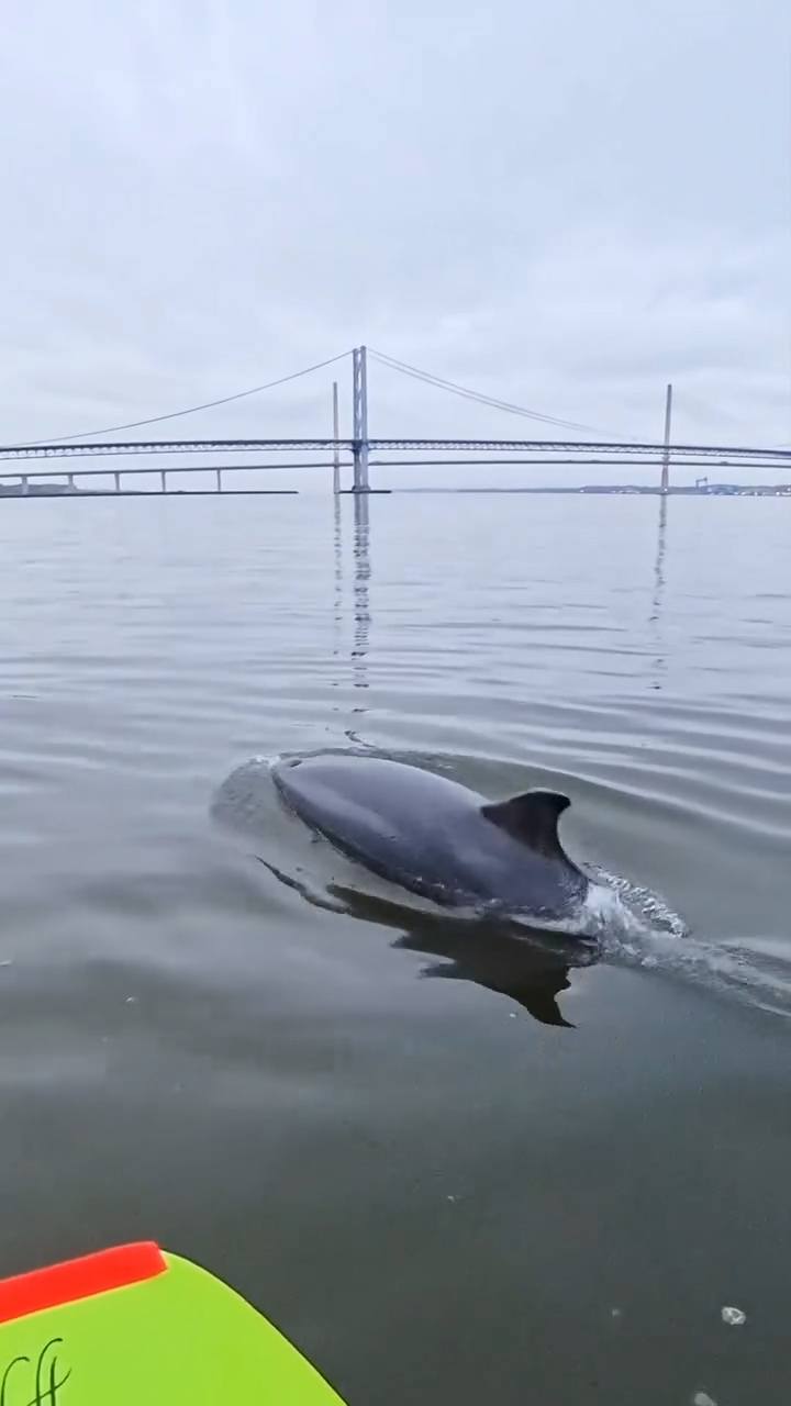 The moment a dolphin swam along a group of eFoilers under the Forth Bridge has been captured on camera and shared.