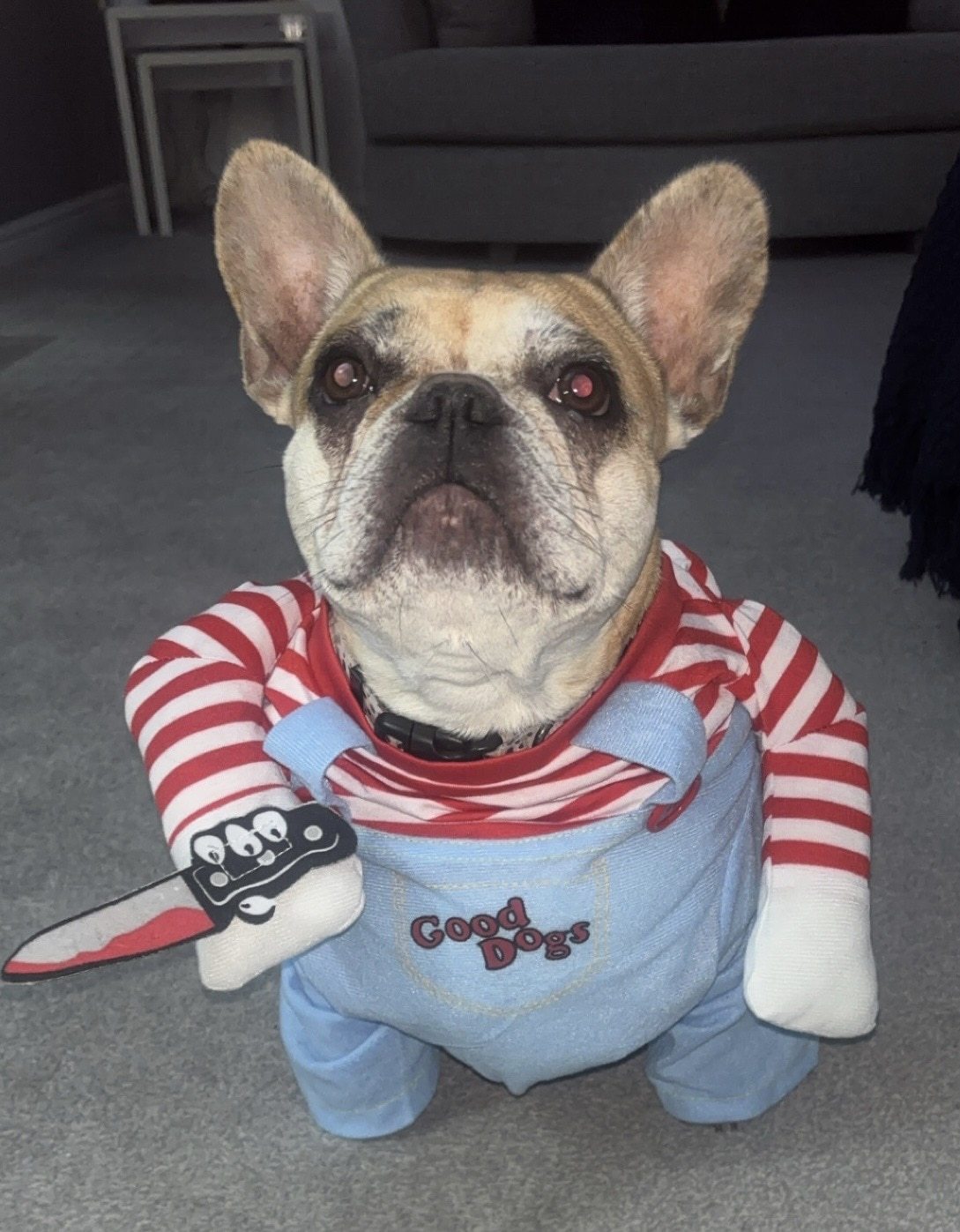 Sadie, 3, loved opening the door to trick or treaters.