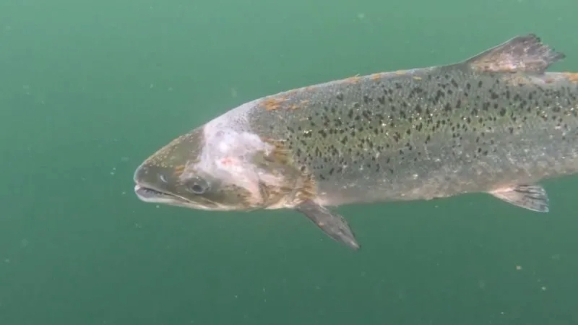 The company said that the salmon had been removed.