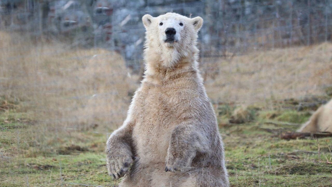 Highland polar bear to meet his brother south of the border