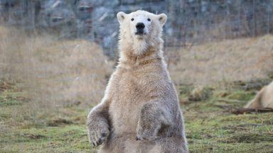Highland polar bear to meet his brother south of the border
