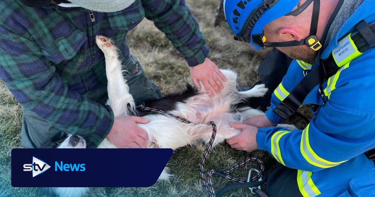 Collie rescued after 100ft fall down cliff in Shetland