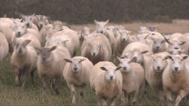 Farmers urge chancellor Rachel Reeves to rething inheritance tax as Autumn Budget looms