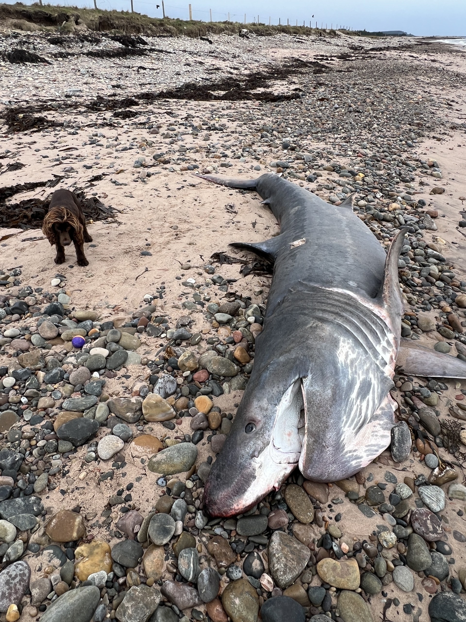 Chris Rickard and Lauren Smith, co-founders of Shark and Skate Scotland, carried out a necropsy on Saturday.