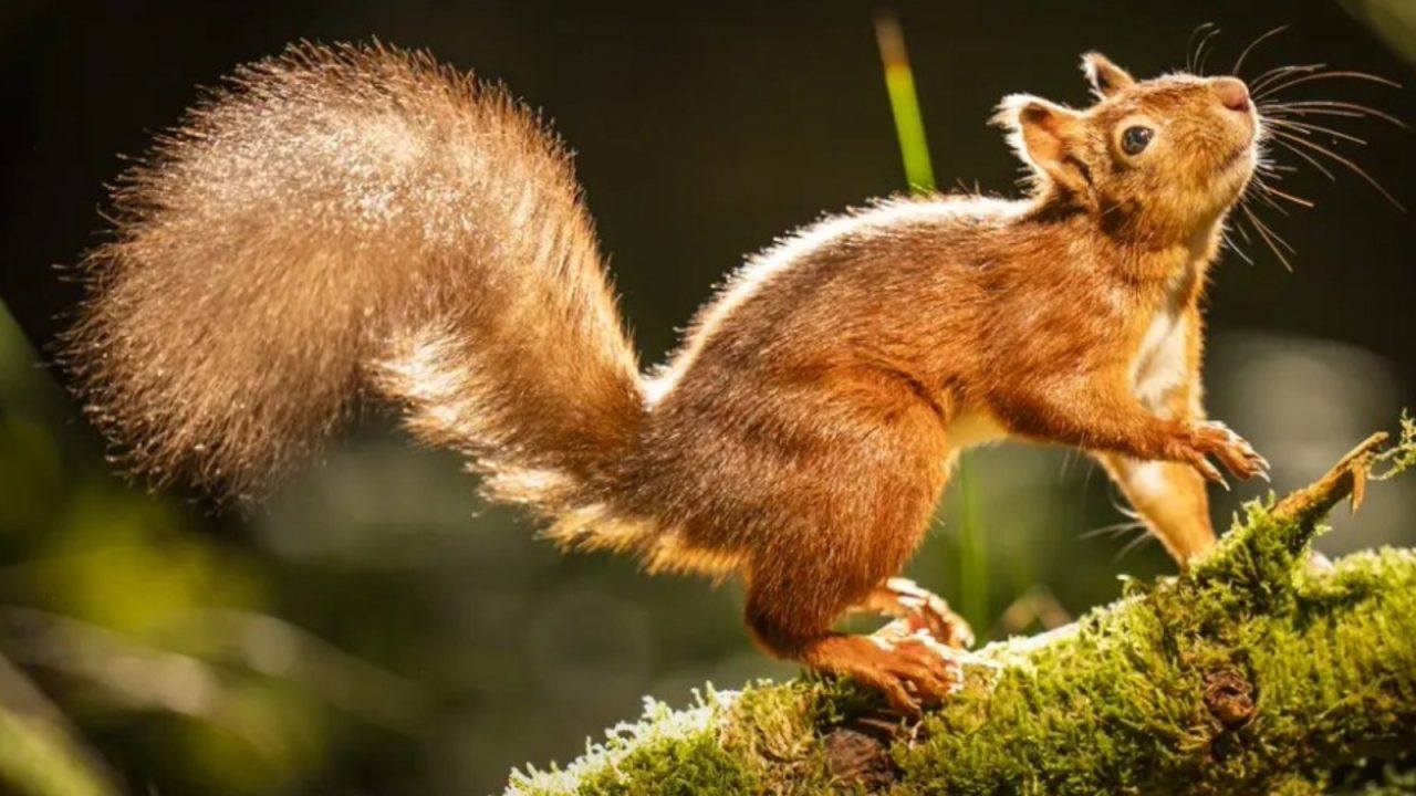 Greens want nature Bill changes to help one of Scotland’s ‘most iconic species’