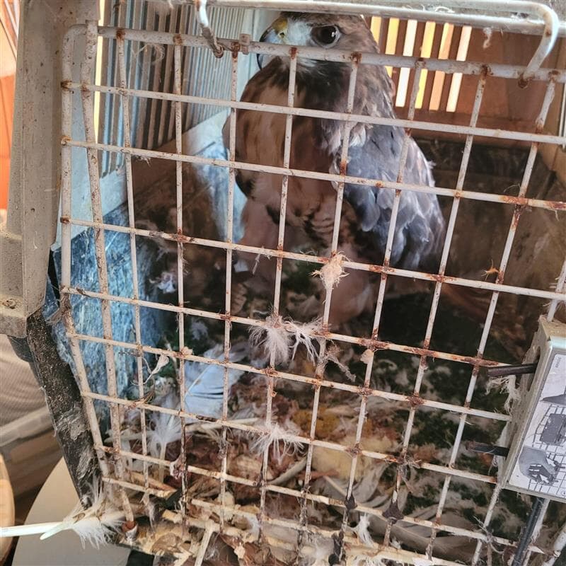 The birds were found with no water provided or space to stretch wings.